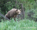 Απομάκρυναν και φέτος την αρκούδα από το Τσοτύλι Κοζάνης